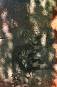 Virginia creeper and common ivy