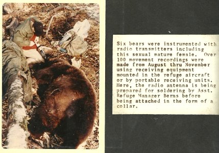 Radio telemetry on Kodiak Brown Bears, 1967 photo