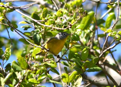 WARBLER, NASHVILLE (4-11-08) pozo rd -1