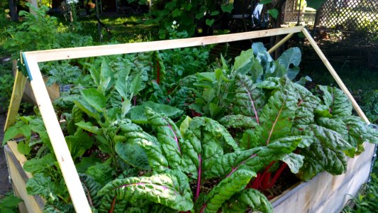 Still lots of chard in the raised beds