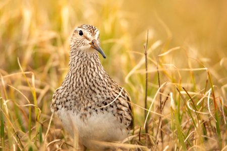 Pectoral Sandpiper - Arctic Bird Fest 2019