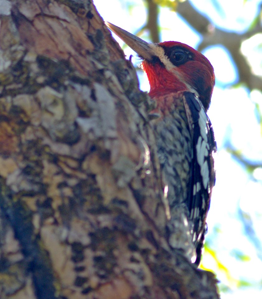 SAPSUCKER, RED-BREASTED (1-10-08) cal poly -06