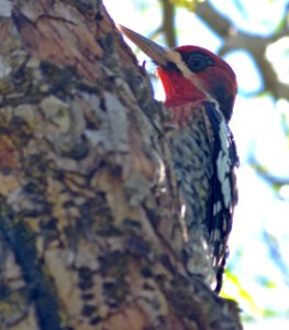 SAPSUCKER, RED-BREASTED (1-10-08) cal poly -06
