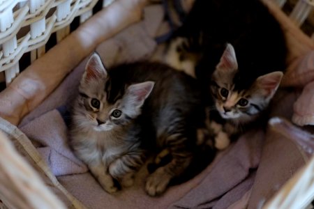 Chatons GALIT 13.12.2015 - Février 2016