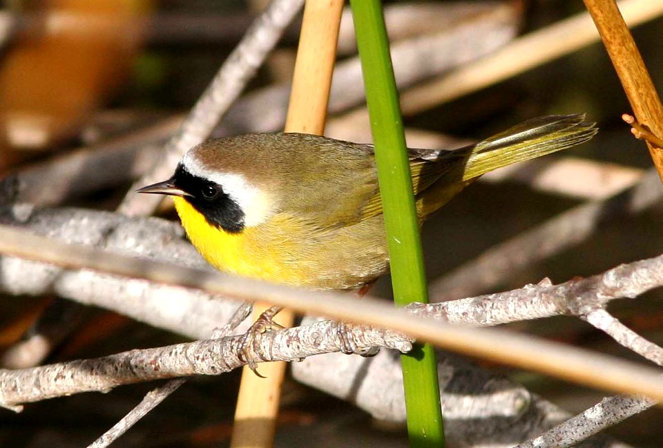 YELLOWTHROAT, COMMON (1-7-08) -2