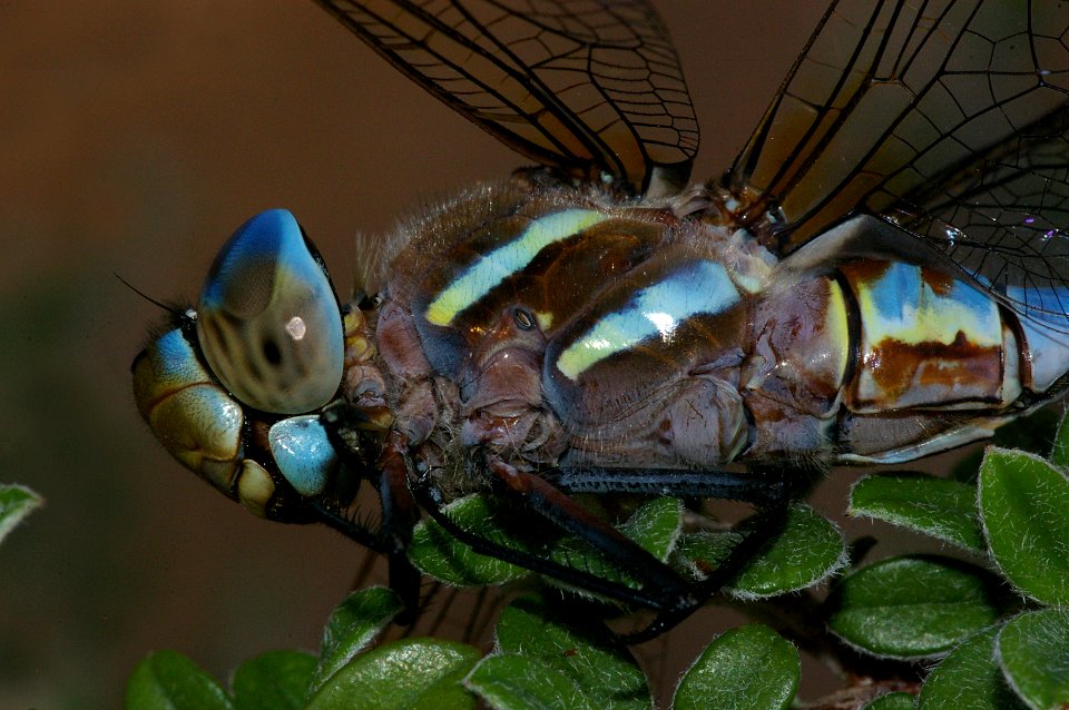 DARNER, BLUE-EYED (rhionaeschna multicolor) (7-29-08) albuquerque, nm -03