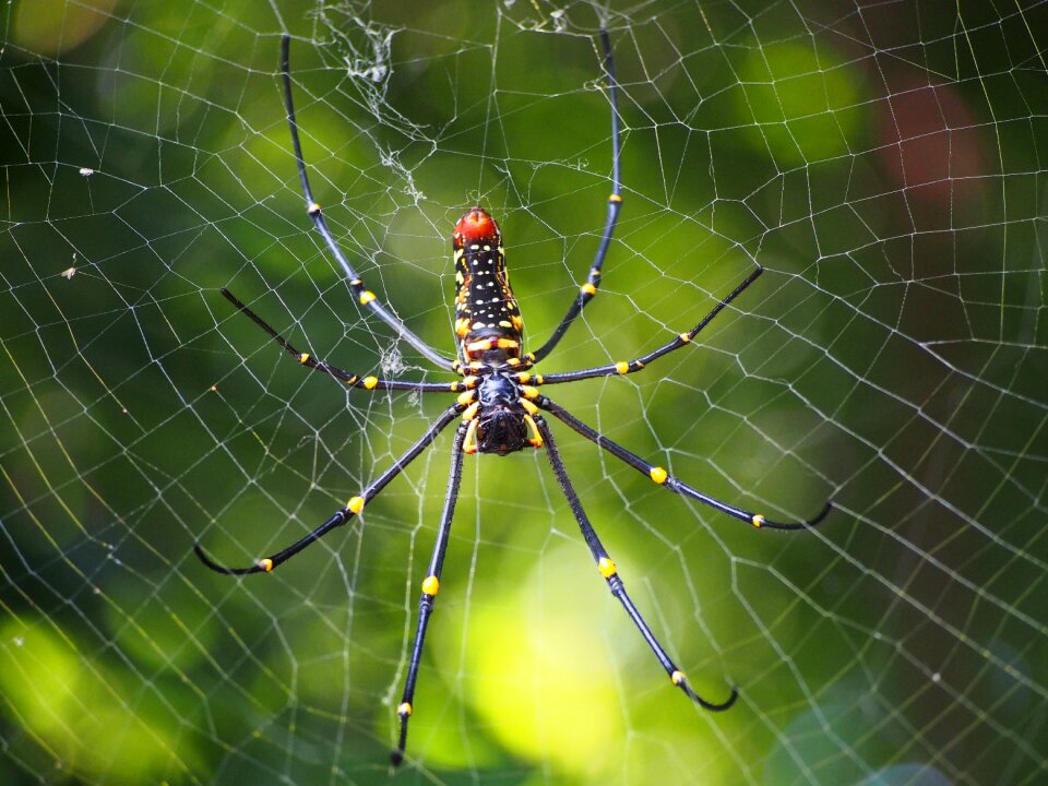 Cobweb hunting nephila pilipes
