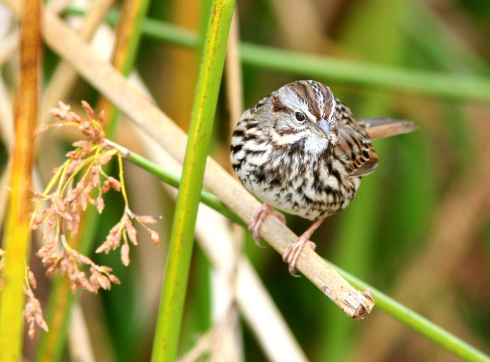 SPARROW, SONG (1-3-08)
