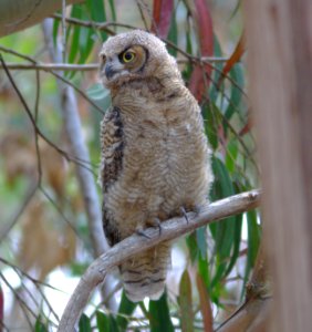 OWL, GREAT-HORNED (6-25-08) juv, morro bay state park, san luis obispo co, ca -07