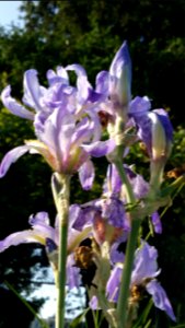 Iris pallida photo