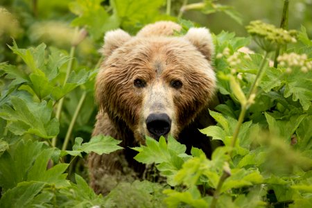 Kodiak bear photo