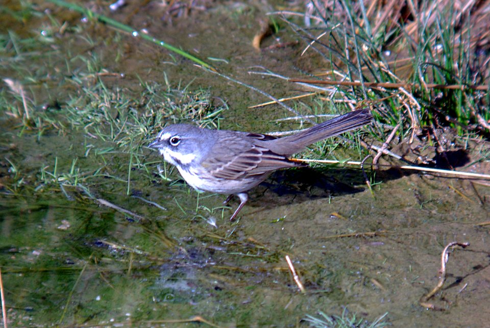 BELL'S SPARROW (canescens?) (10-7-07) Quail Springs, Carrizo Springs Nat Mon, SLO County, CA -04