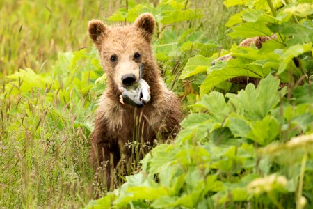 Kodiak bear