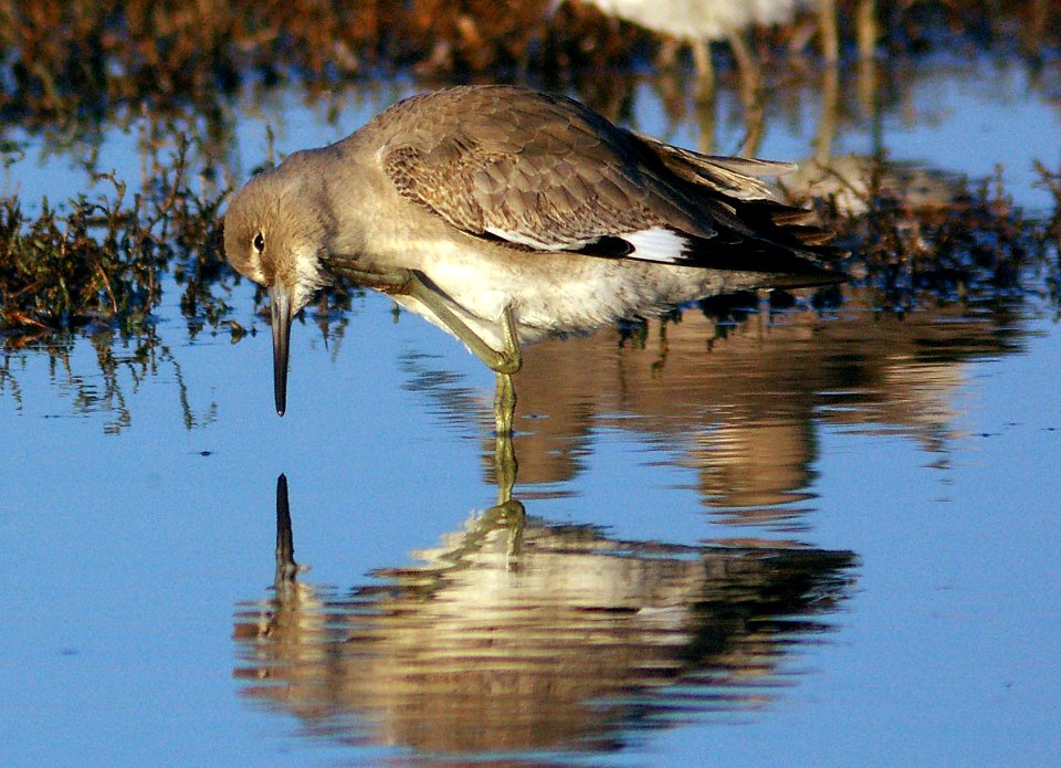 WILLET (11-21-07) -1
