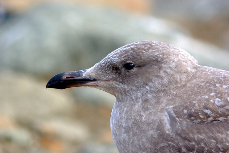 GULL, GLAUCOUS-WINGED (12-7-07) 1st winter, mb