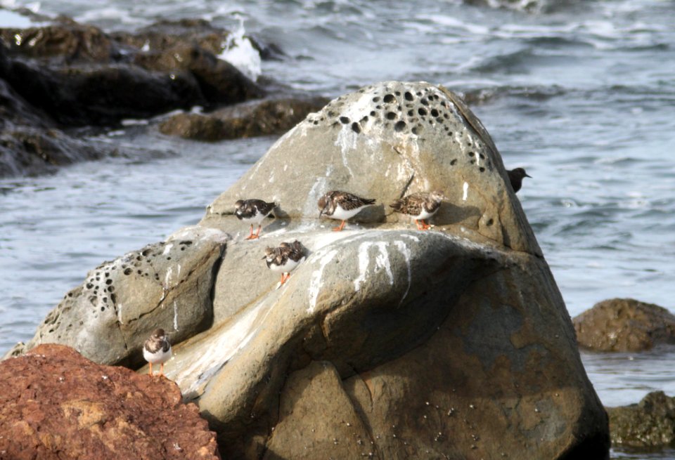 TURNSTONE, RUDDY (11-5-09) northpoint, morro bay, slo co, ca -01