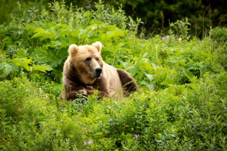 Kodiak bear