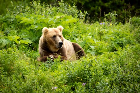 Kodiak bear photo