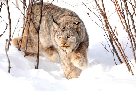 Lynx Project At Yukon Flats National Wildlife Refuge