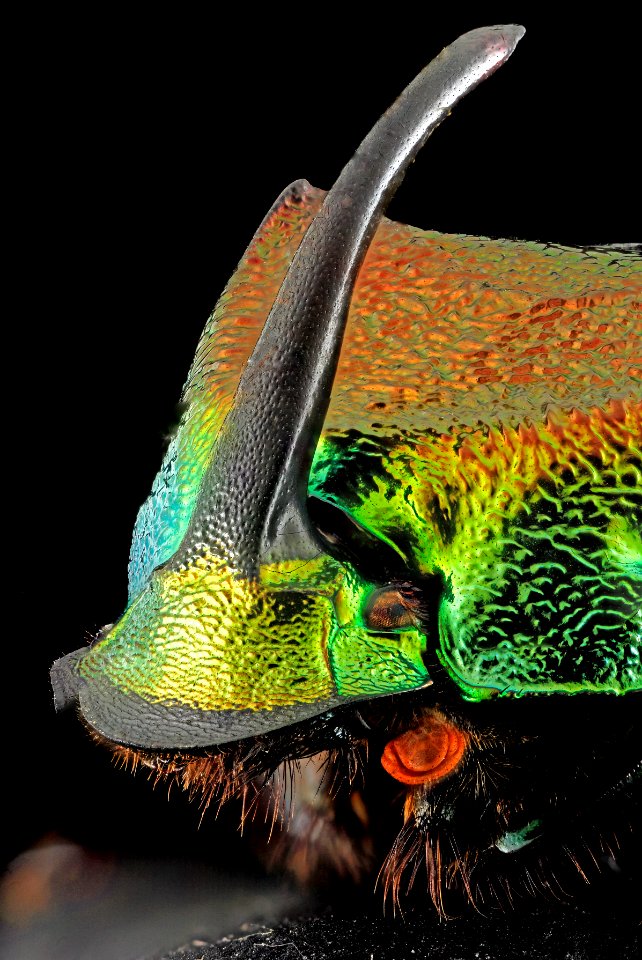 Rainbow Scarab, face1, silver spring, md 2013-12-31-14.48.26 ZS PMax Panorama2