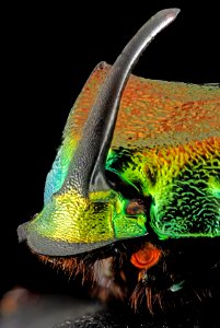 Rainbow Scarab, face1, silver spring, md 2013-12-31-14.48.26 ZS PMax Panorama2 photo