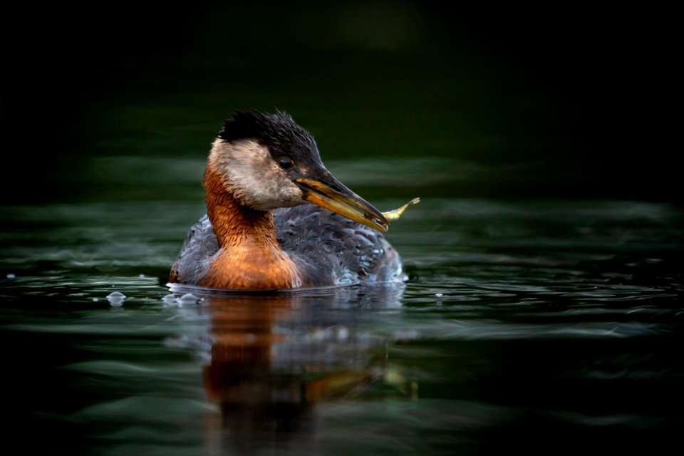 Red-necked grebe with fish photo