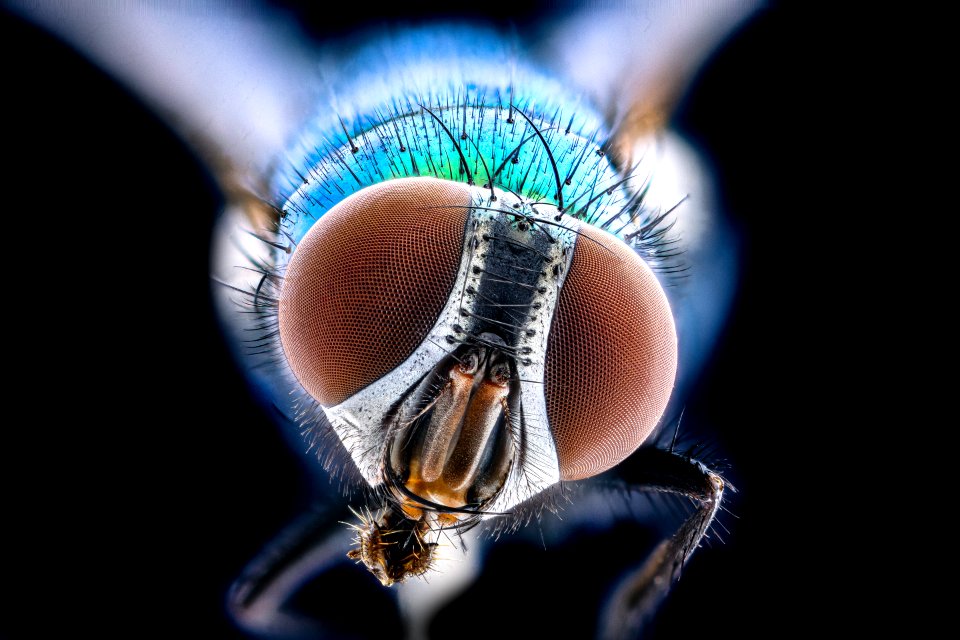 green metallic fly, beltsville, face 2020-10-16-18.12.02 ZS PMax UDR