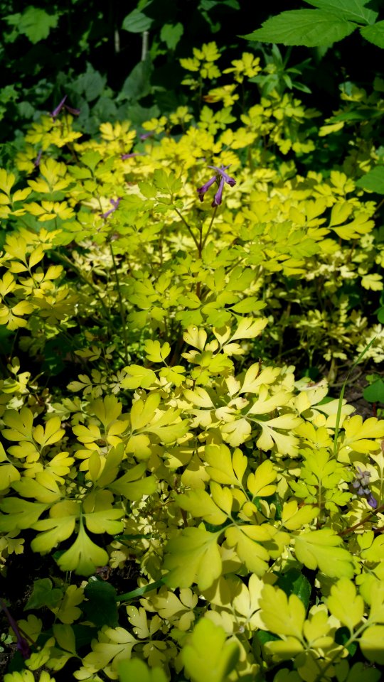Corydalis shimienensis 'Berry Excited'. Planted this year and already it has spread considerably. Blooms for a long time. The little purple flowers are very fragrant.