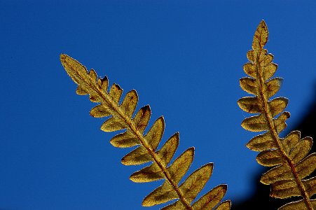 FERN, BRACKEN (12-9-07)-06