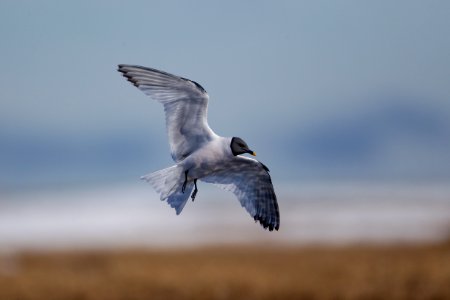 Sabine's gull in flight