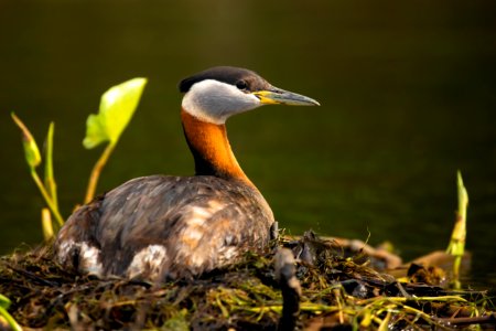 Red-necked grebe photo