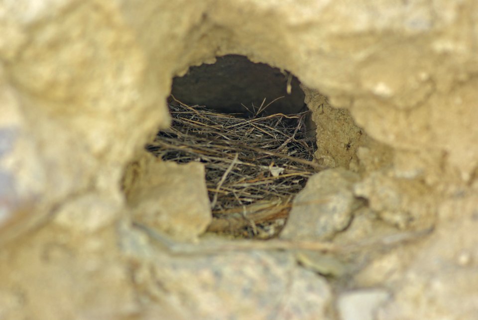 FINCH, HOUSE (3-30-08) nest hole (on right) along van metre wash,carrizo -2