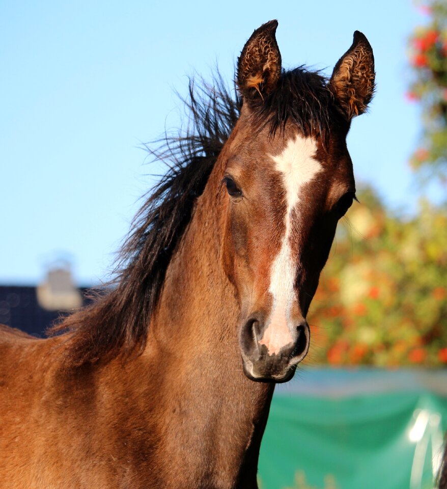 Thoroughbred arabian brown mold autumn