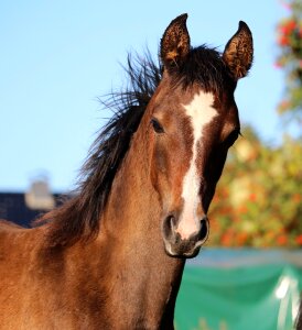Thoroughbred arabian brown mold autumn