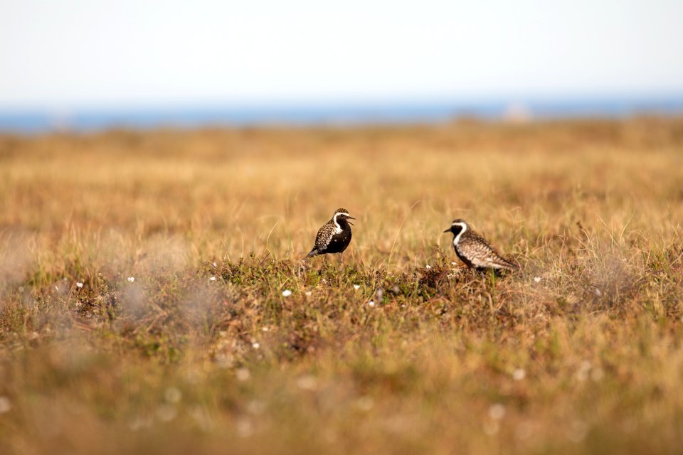 Pacific golden plovers