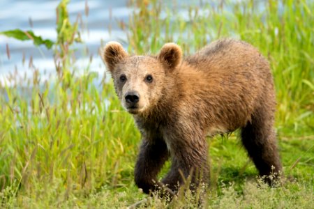 Kodiak bear