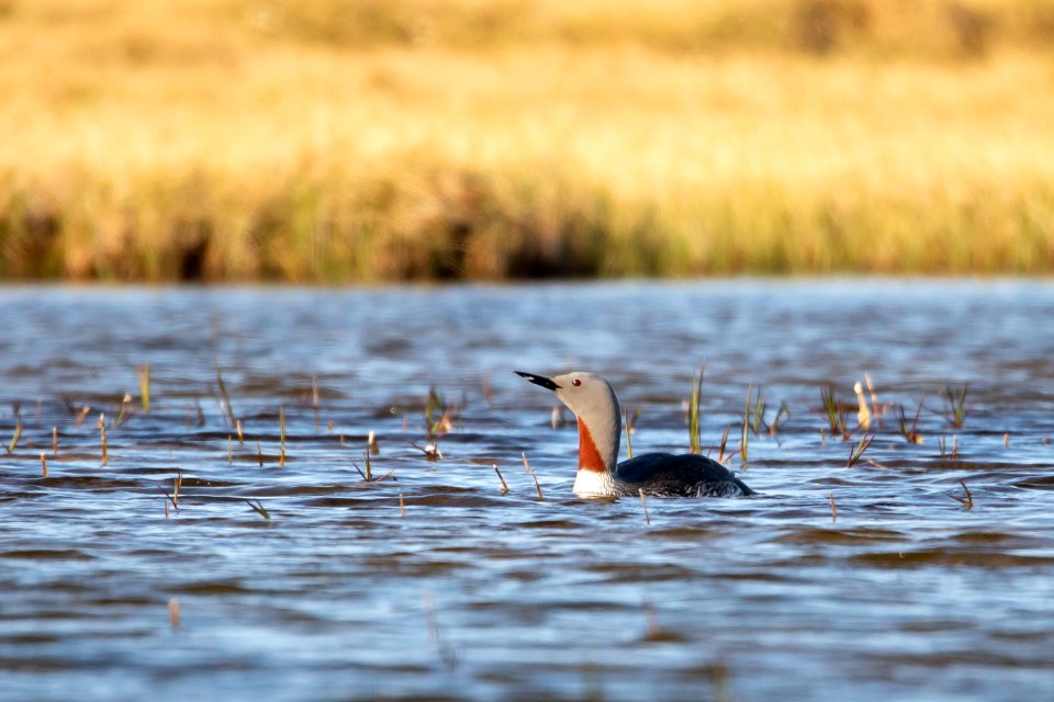 Red-throated loon - Arctic Bird Fest 2019