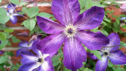 Clematis