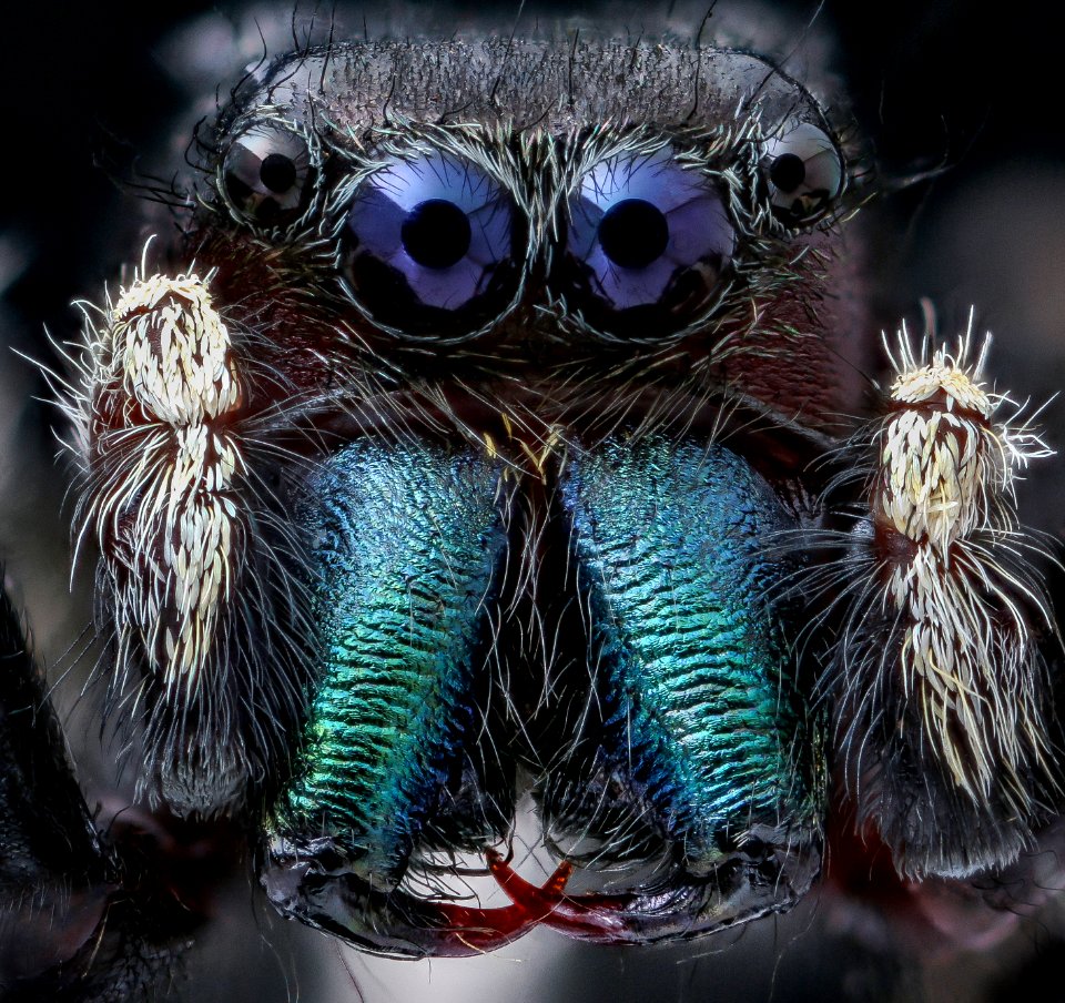 Phidippus clarus, close face 2020-07-29-16.23.53 ZS