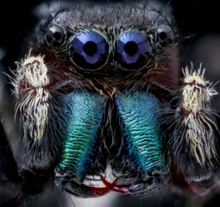 Phidippus clarus, close face 2020-07-29-16.23.53 ZS
