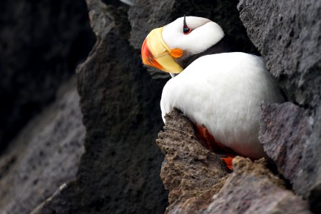 Horned puffin photo