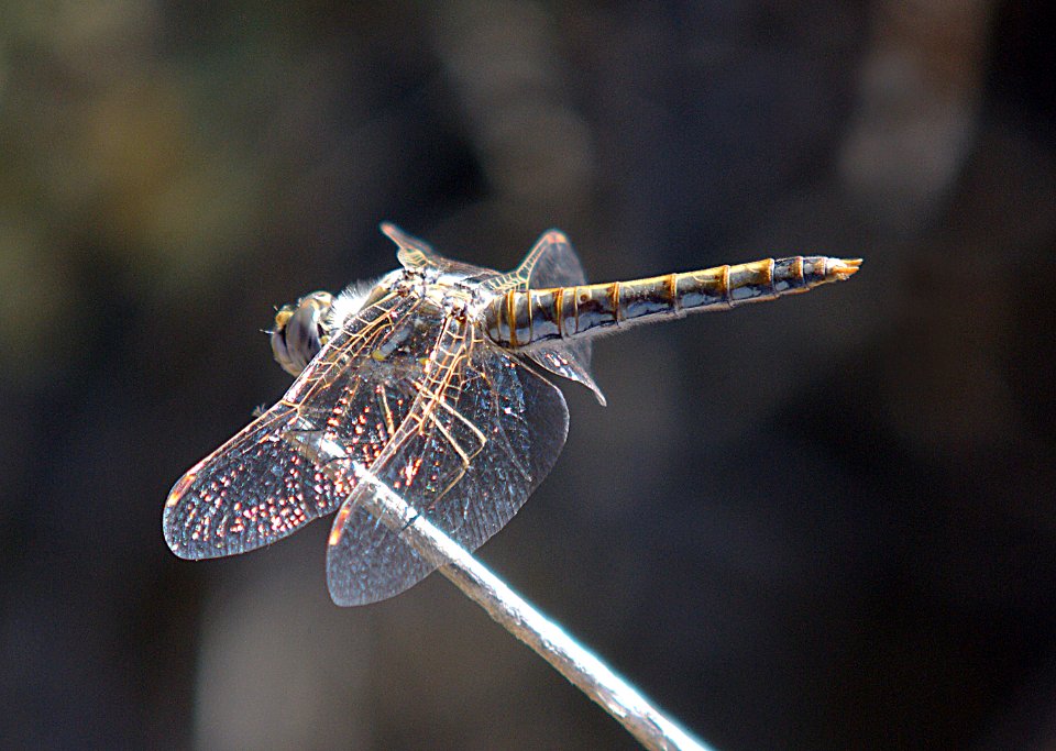 MEADOWHAWK, VARIEGATED (sympetrum corruptum) (10-8-07) fem, carrizo plain, san luis obispo co, ca -01c