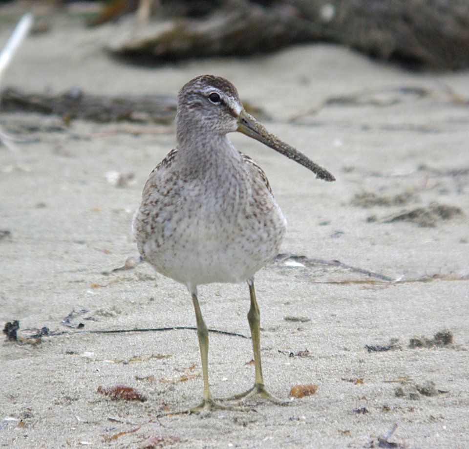 DOWITCHER, SHORT-BILLED (9-6-07) strand -02