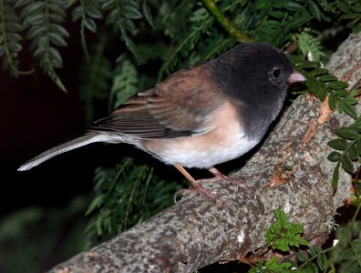 JUNCO, DARK-EYED (9-4-07) -1
