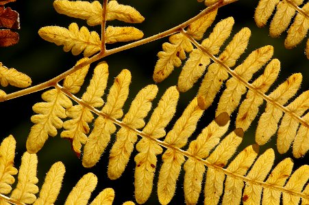 FERN, BRACKEN (12-9-07)-05