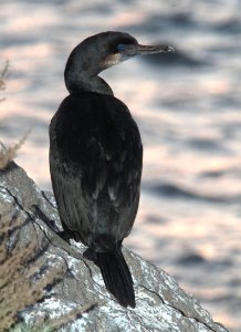 CORMORANT, BRANDT'S (12-17-09) morro bay, ca -01