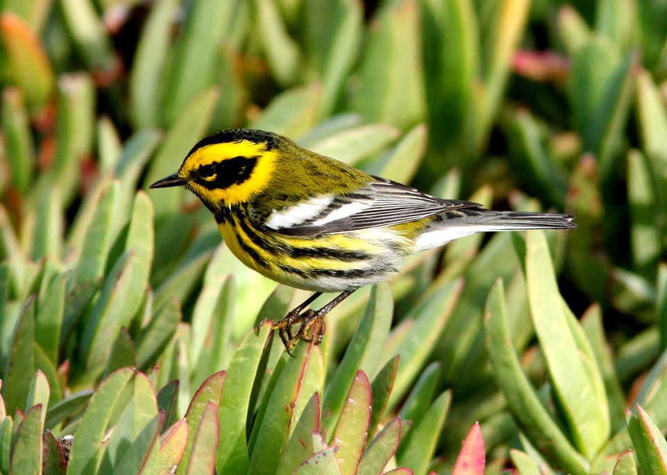 WARBLER. TOWNSEND'S (12-19-07) black hill, morro bay -6