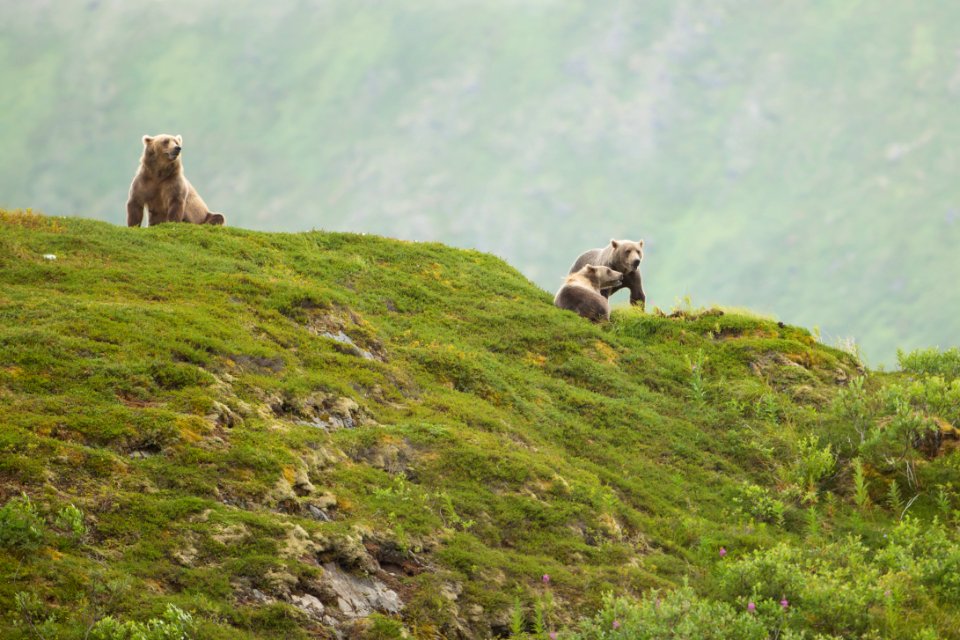 Mother and cubs on the ridge