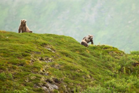 Mother and cubs on the ridge