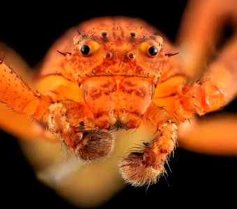 Crab Spider, Face, MD, Beltsville 2013-09-28-17.51.38 ZS PMax photo